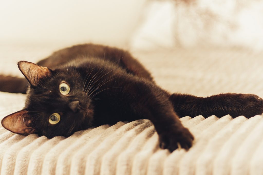 Black cat lying on the gray fur cover on bed